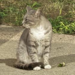 Found/Stray Male Cat last seen I-95 S Welcome Center, Laurel/Savage, MD, North Laurel, MD 20723