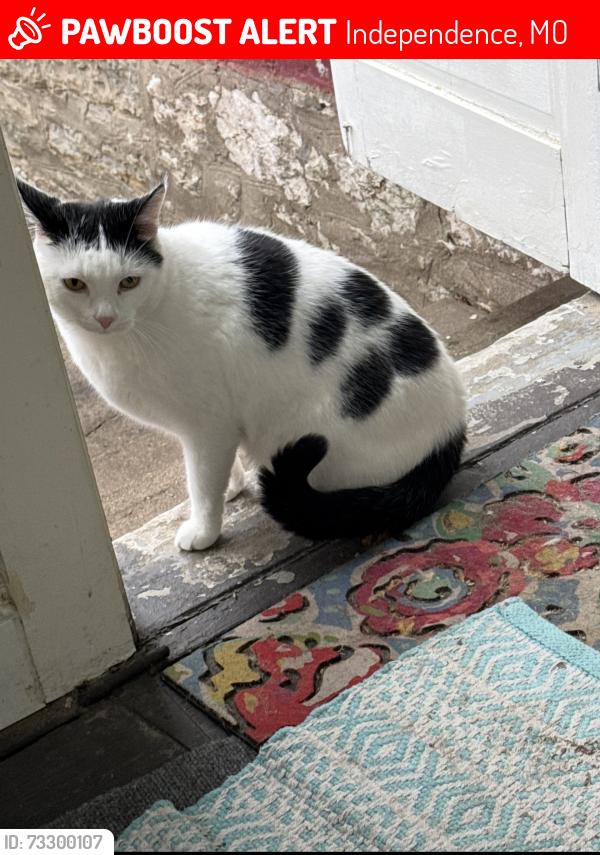 Lost Male Cat last seen Nickell Ave, Independence, MO 64050