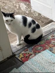 Lost Male Cat last seen Nickell Ave, Independence, MO 64050