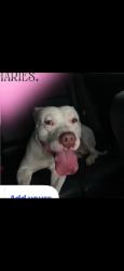 Lost Male Dog last seen Manzanita st, Visalia, CA 93292