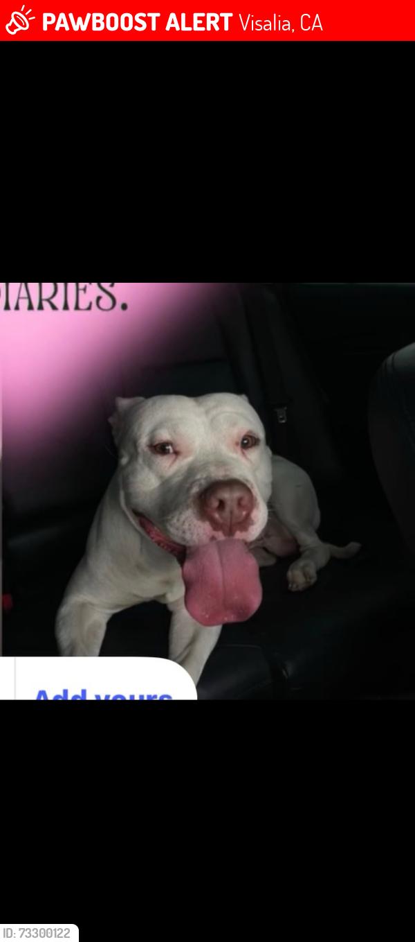 Lost Male Dog last seen Manzanita st, Visalia, CA 93292