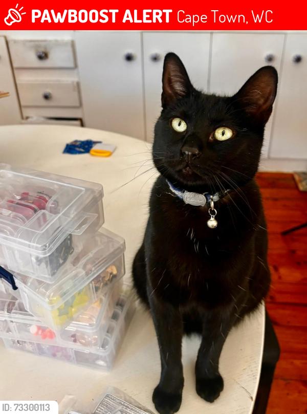 Lost Male Cat last seen Salisbury and Auburn Road, Cape Town, WC 7708