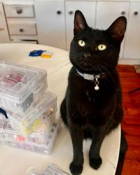Lost Male Cat last seen Salisbury and Auburn Road, Cape Town, WC 7708