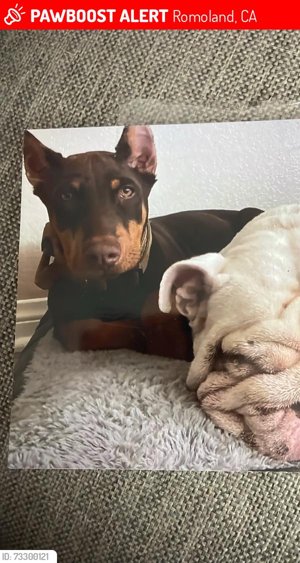 Lost Male Dog last seen Mccall, Romoland, CA 92585