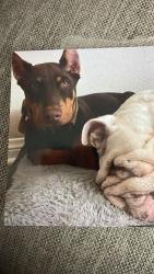 Lost Male Dog last seen Mccall, Romoland, CA 92585