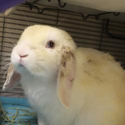 Shelter Stray Male Rabbit last seen Reed College, PORTLAND, OR, 97202, 1700 W Historic Columbia River Hwy, Troutdale, OR 97060, USA