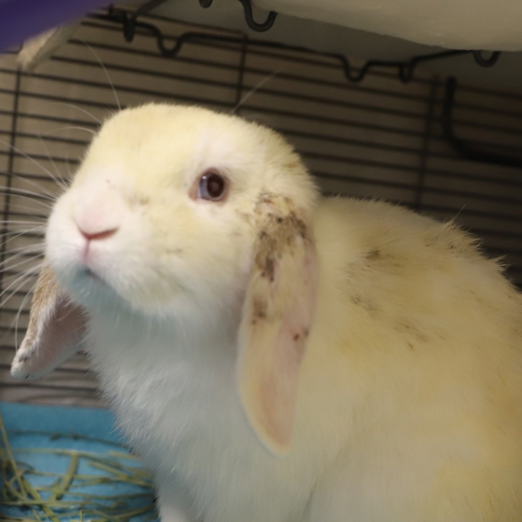 Shelter Stray Male Rabbit last seen Reed College, PORTLAND, OR, 97202, 1700 W Historic Columbia River Hwy, Troutdale, OR 97060, USA
