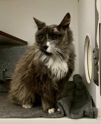 Shelter Stray Male Cat last seen Near Frontier Drive, Oceanside, CA, 92054, Oceanside, CA 92058, USA