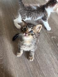 Shelter Stray Female Cat last seen Near Westonhill Drive, San Diego, CA, 92126, 5500 Gaines St, San Diego, CA 92110, USA