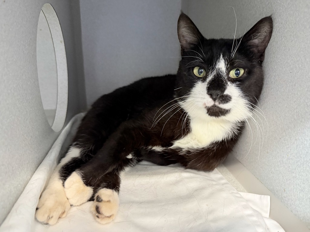 Shelter Stray Male Cat last seen Delancy Street, NEW YORK, NY, 10002, 326 E 110th St, New York, NY 10029, USA