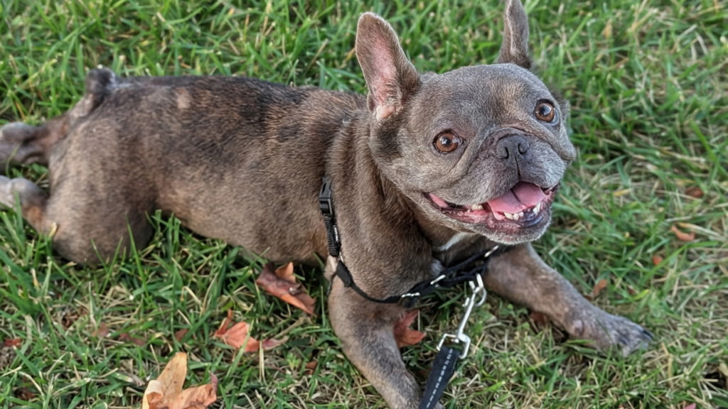 Shelter Stray Female Dog last seen Near Broadway, El Cajon, CA, 92021, El Cajon, CA 92020, USA