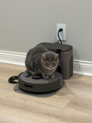 Lost Male Cat last seen Vail/Randal dr, Carmel, IN 46033