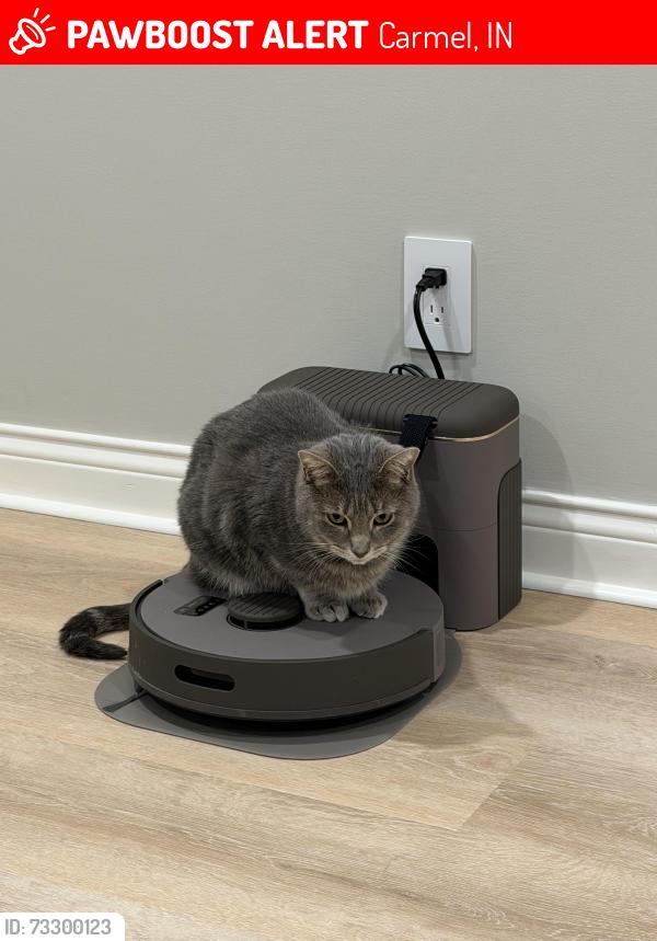 Lost Male Cat last seen Vail/Randal dr, Carmel, IN 46033