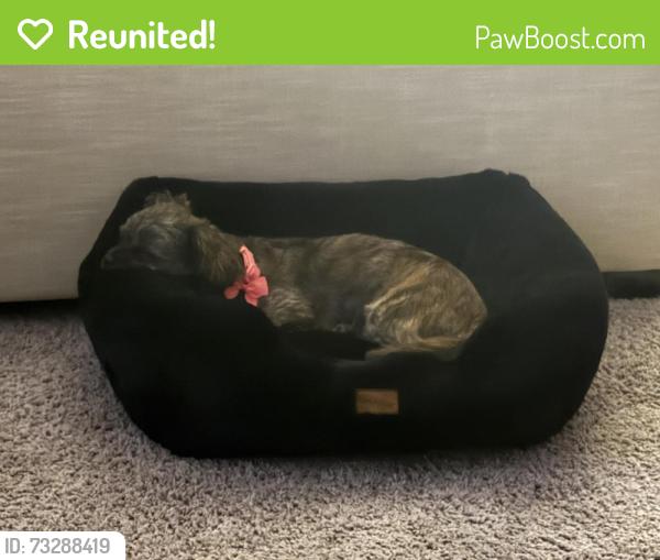 Reunited Female Dog last seen Tamaya, Jacksonville, FL 32246