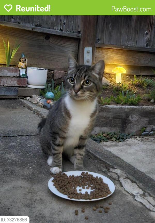 Reunited Unknown Cat last seen Sheffield Village, Oakland, CA 94605