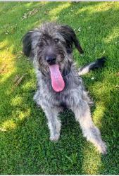 Found/Stray Female Dog last seen Salley Davis Rd/Grant Rd, Floyd County, GA 30105