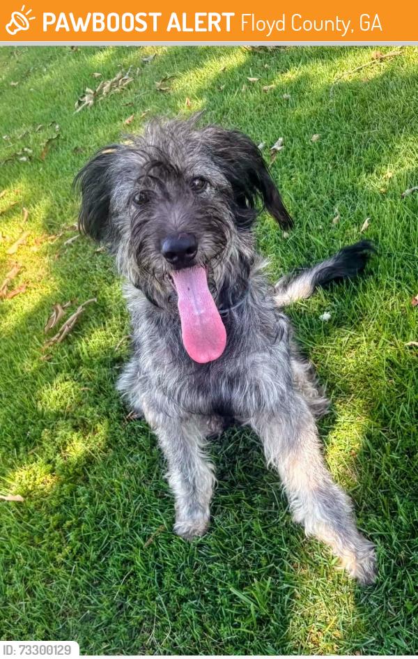 Found/Stray Female Dog last seen Salley Davis Rd/Grant Rd, Floyd County, GA 30105