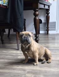 Lost Male Dog last seen Ball and Euclid, Anaheim, CA 92804