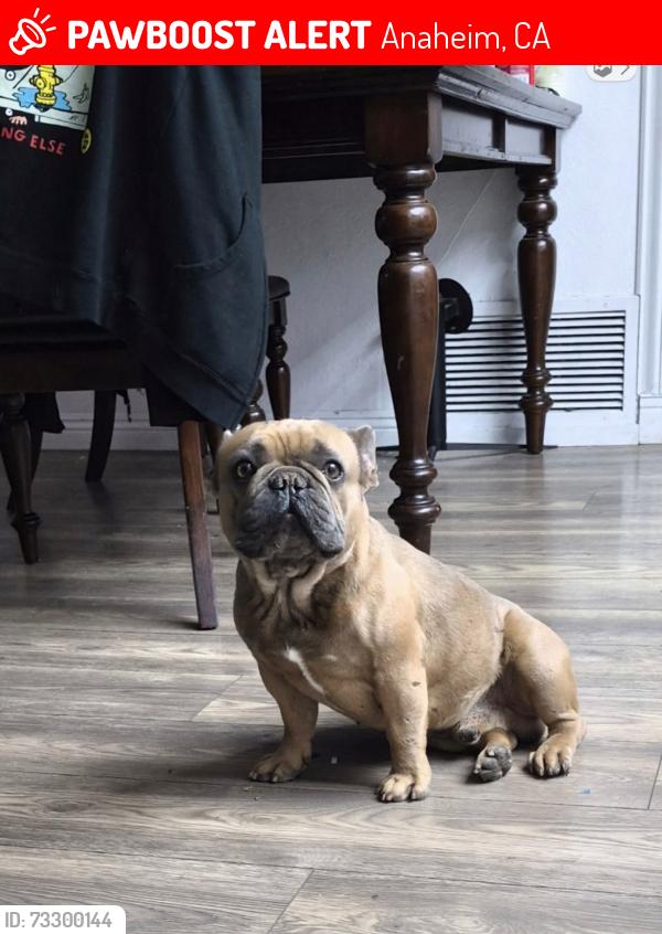 Lost Male Dog last seen Ball and Euclid, Anaheim, CA 92804
