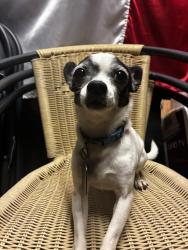 Reunited Male Dog last seen West lawn park., Chicago, IL 60629