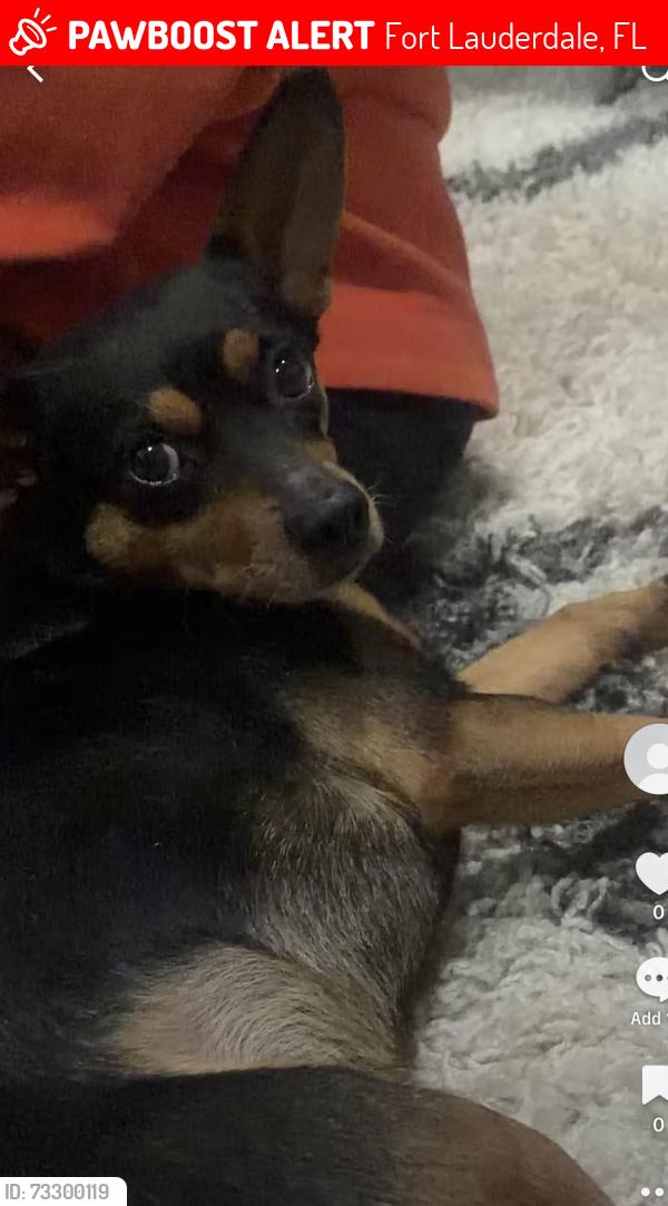 Lost Male Dog last seen 24th st, Fort Lauderdale, FL 33311