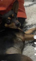 Lost Male Dog last seen 24th st, Fort Lauderdale, FL 33311