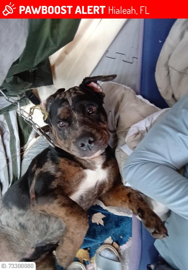 Lost Male Dog last seen Near west 19 ave, Hialeah, FL 33016