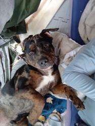 Lost Male Dog last seen Near west 19 ave, Hialeah, FL 33016