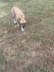 Found/Stray Unknown Dog last seen 55th street close to the hangout, Fort Smith, AR 72903