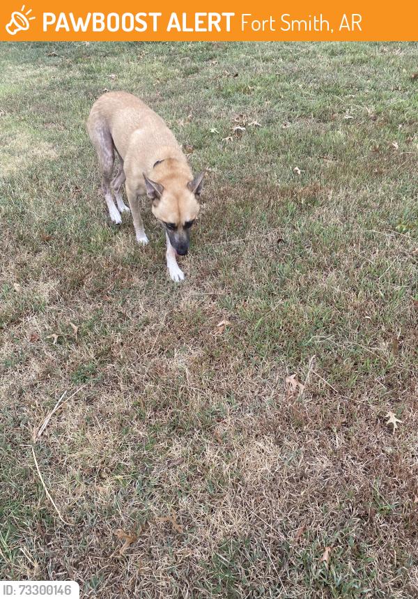 Found/Stray Unknown Dog last seen 55th street close to the hangout, Fort Smith, AR 72903