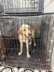 Reunited Female Dog last seen Gus Hill Rd, North Carolina 27012, USA, Davidson County, NC 27012