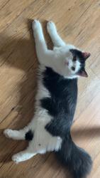 Lost Male Cat last seen He has been in near crosses of 9th and 12th, 13th, 10th and S norwood ave, Green Bay, WI 54304