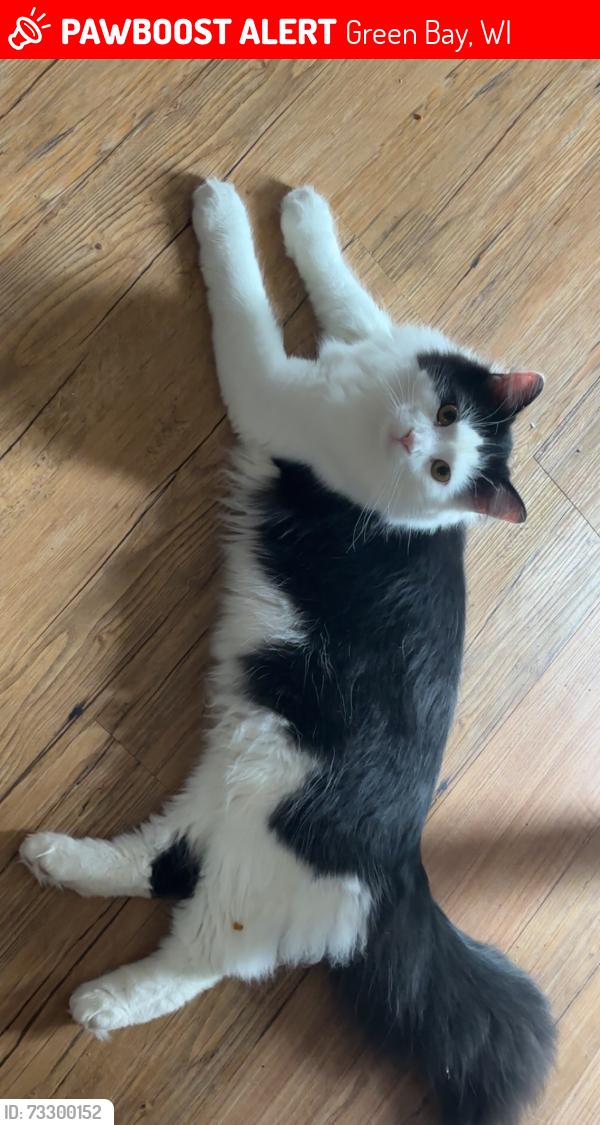 Lost Male Cat last seen He has been in near crosses of 9th and 12th, 13th, 10th and S norwood ave, Green Bay, WI 54304