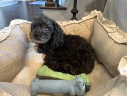 Reunited Female Dog last seen Salem Baptist Church near Hill Road, Knox County, TN 37938