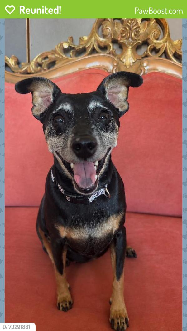 Reunited Female Dog last seen Lake North Drive, Las Vegas, NV 89117