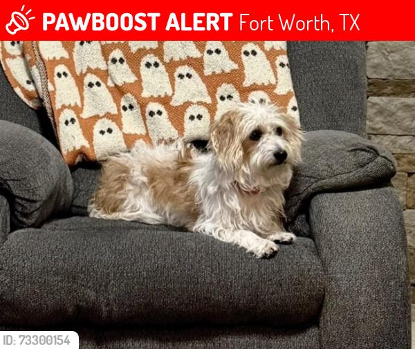 Lost Female Dog last seen Lizzie/Travers, Fort Worth, TX 76244