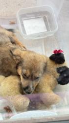 Found/Stray Male Dog last seen 15th and Hiwassee, Oklahoma County, OK 73049