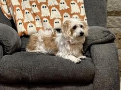 Lost Female Dog last seen Lizzie/Travers, Fort Worth, TX 76244