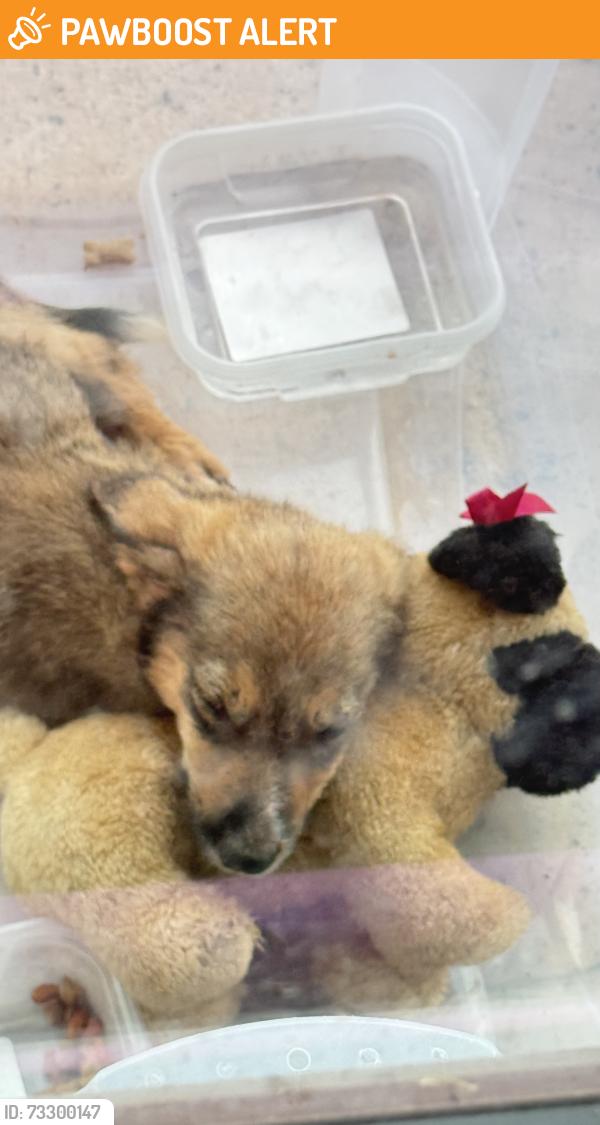 Found/Stray Male Dog last seen 15th and Hiwassee, Oklahoma County, OK 73049