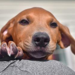 Shelter Stray Male Dog last seen , 3173 K-68 Hwy, Ottawa, KS 66067, USA