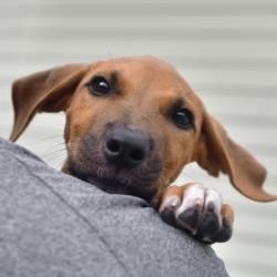 Shelter Stray Male Dog last seen , 3173 K-68 Hwy, Ottawa, KS 66067, USA