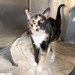 Shelter Stray Female Cat last seen , 4575 E Mesquite Ave, Palm Springs, CA 92264, USA