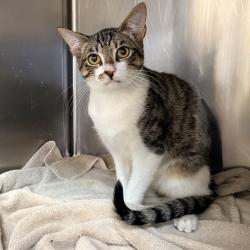 Shelter Stray Male Cat last seen , 4575 E Mesquite Ave, Palm Springs, CA 92264, USA