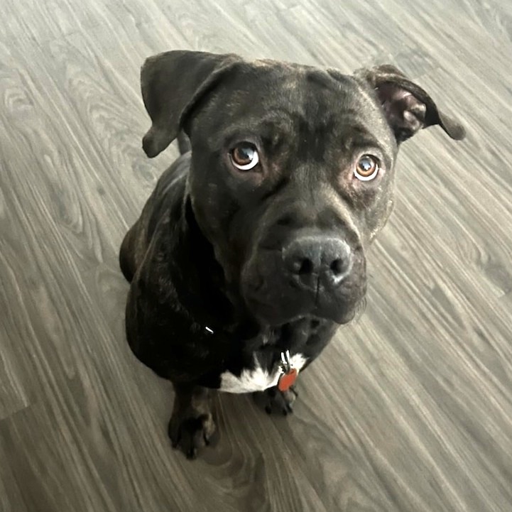 Shelter Stray Male Dog last seen , 328 Furman Hall Rd, Greenville, SC 29609, USA