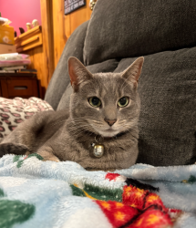 Lost Female Cat last seen Andrews rd and rt 93, Niagara County, NY 14131