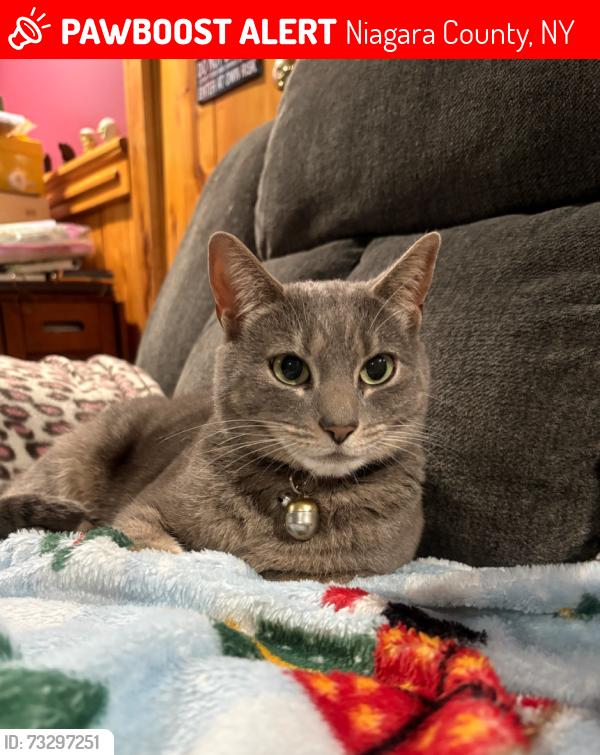 Lost Female Cat last seen Andrews rd and rt 93, Niagara County, NY 14131