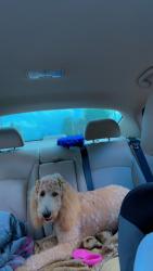 Lost Female Dog last seen Capital Circle Northwest Bainbridge, Tallahassee, FL 32304