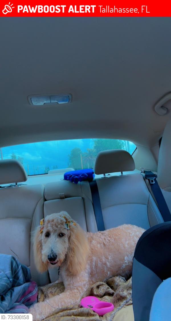 Lost Female Dog last seen Capital Circle Northwest Bainbridge, Tallahassee, FL 32304