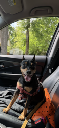 Lost Male Dog last seen Near near chevron, Gilmer, TX 75644
