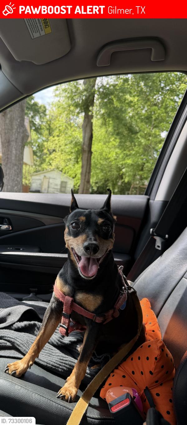 Lost Male Dog last seen Near near chevron, Gilmer, TX 75644
